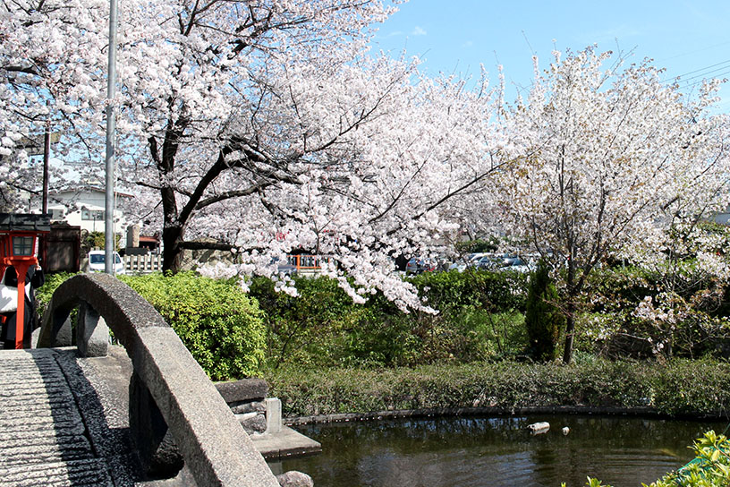 太鼓橋から神龍池を望む