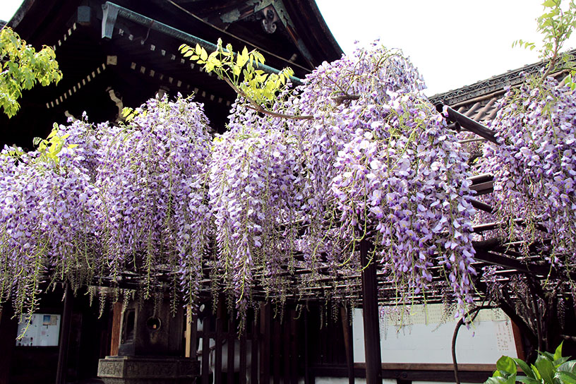 本殿向かって右に藤棚があります。見頃は例年4月下旬