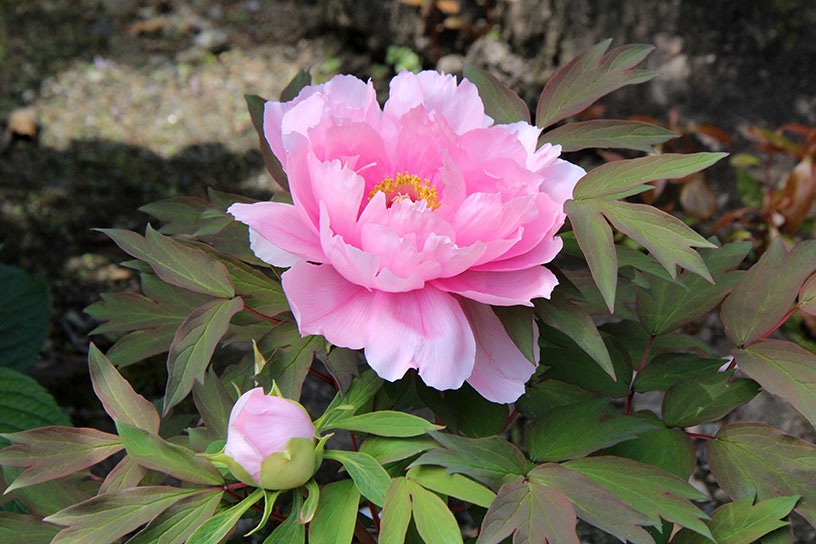 境内に牡丹が咲くのは4月下旬頃