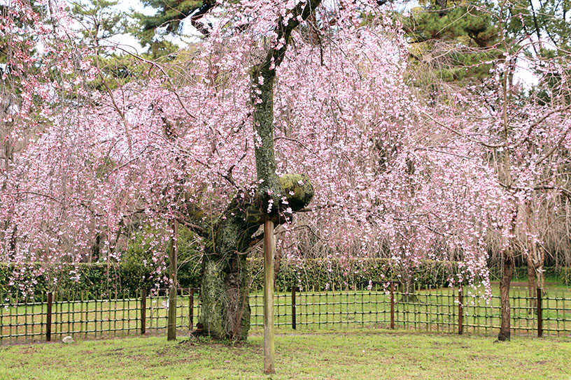 近衞邸跡のしだれ桜（撮影日：2026年3月19日）