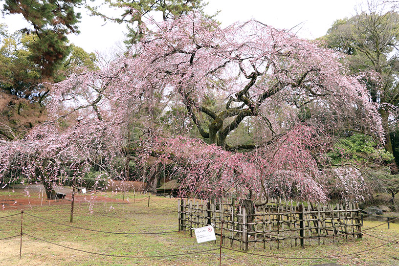 近衞邸跡のしだれ桜（撮影日：2026年3月19日）