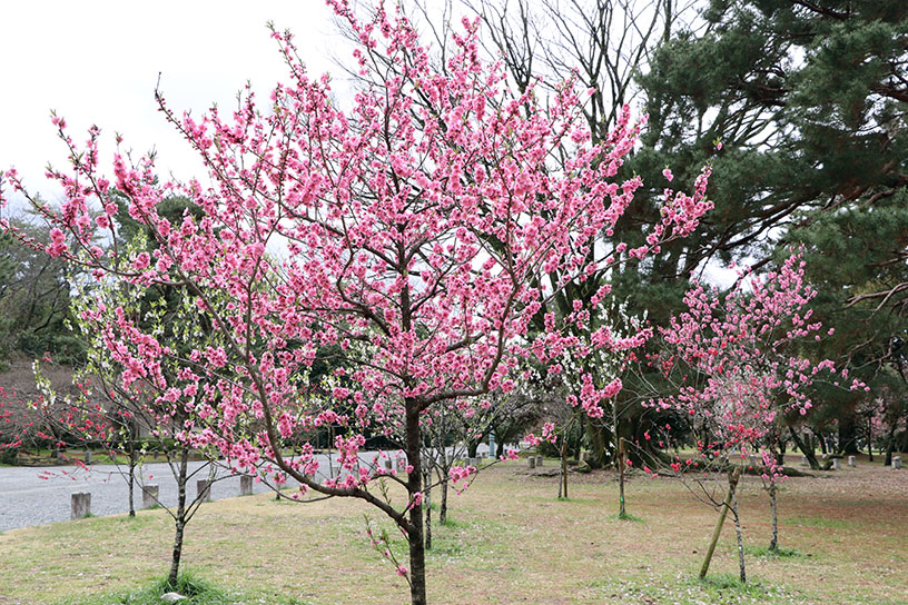 桃（撮影日：2026年3月19日）