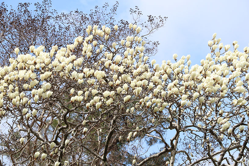 ハクモクレン（撮影日：2026年3月19日）