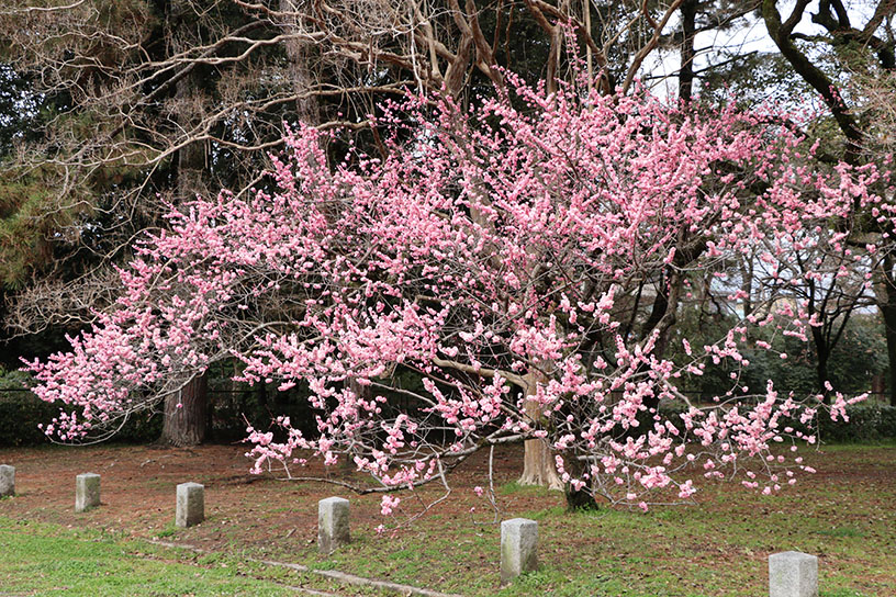 梅（撮影日：2026年3月19日）　
