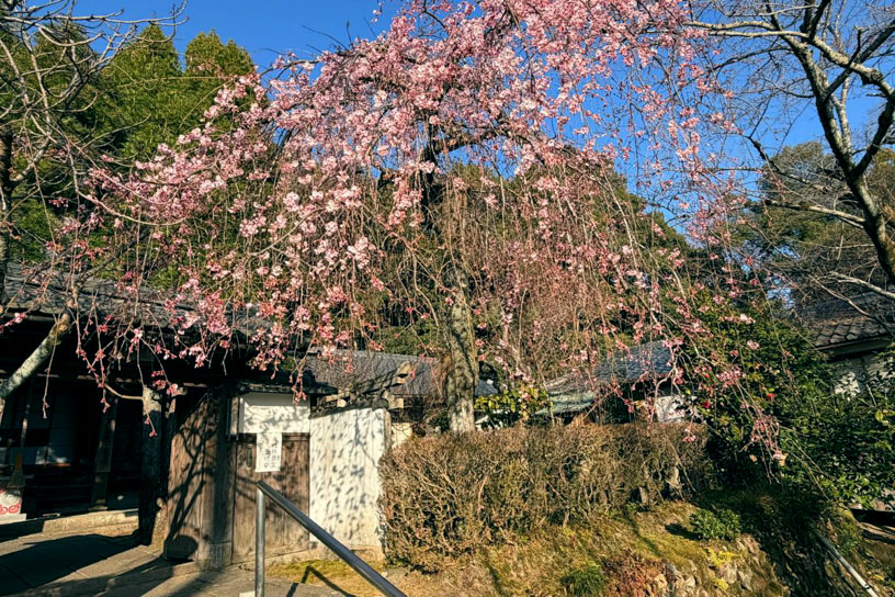 岩屋寺（撮影日：2026年3月18日）