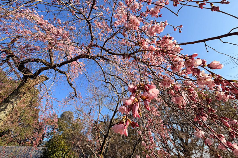 降り注ぐように咲いています（撮影日：2026年3月18日）