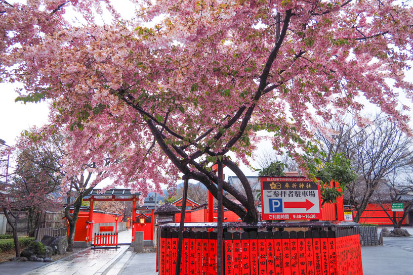 河津桜（撮影日：2026年3月19日）　　