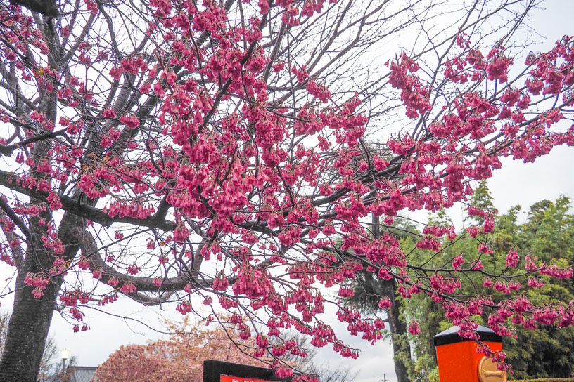 寒緋桜（撮影日：2026年3月19日）　