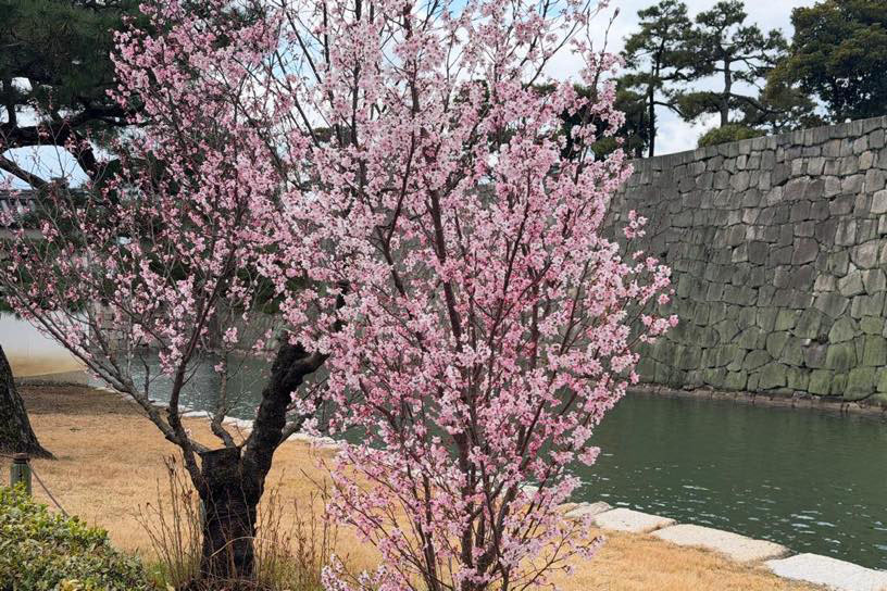 啓翁桜（撮影日：2026年3月19日）