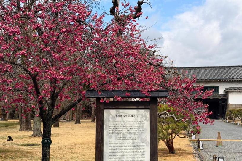 寒緋桜（撮影日：2026年3月19日）