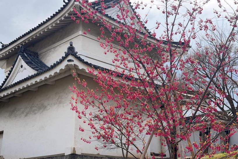 寒緋桜（撮影日：2026年3月19日）