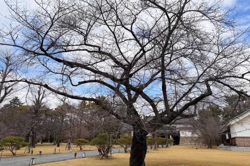 標本木のソメイヨシノ（撮影日：2026年3月19日）
