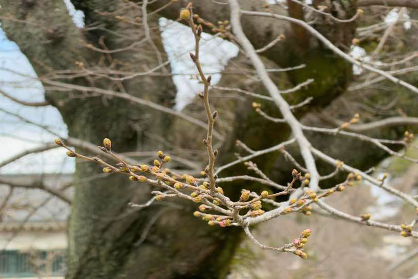 ほんのり桜色が見えています（撮影日：2026年3月19日）