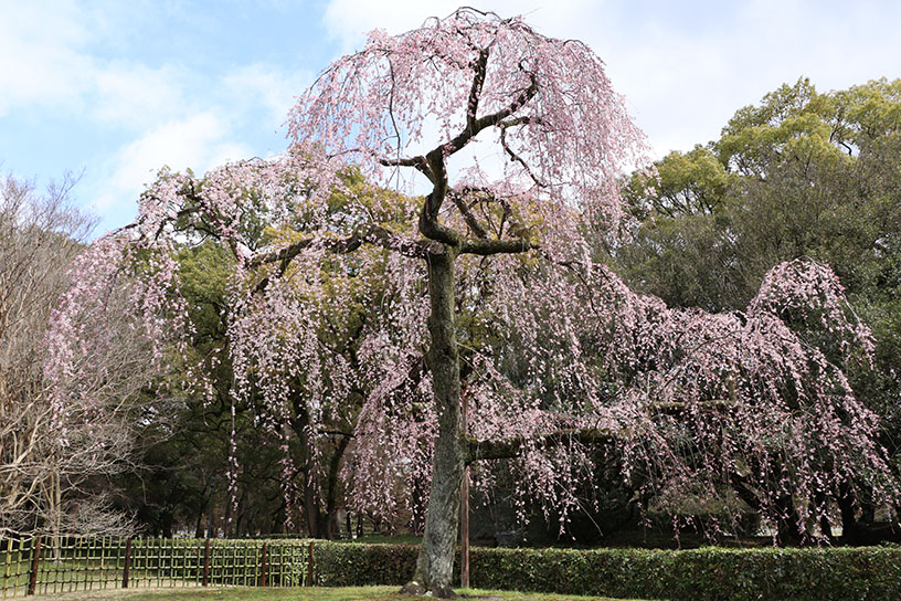 京都御苑(撮影日:2026年3月19日)