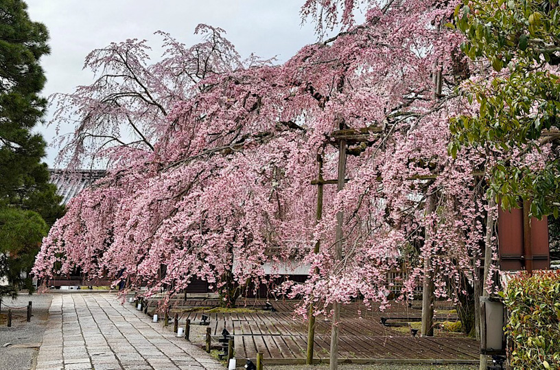 醍醐寺 三宝院（撮影日：2026年3月26日）