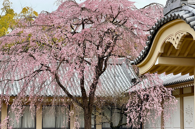 醍醐寺 霊宝館（撮影日：2026年3月26日）