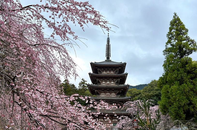 醍醐寺 五重塔（撮影日：2026年3月26日）