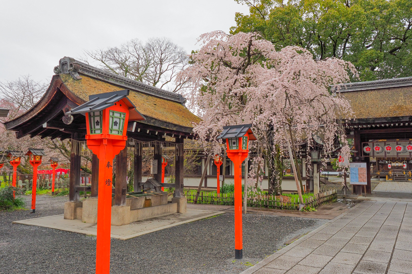 平野神社 魁桜（撮影日：2026年3月26日）