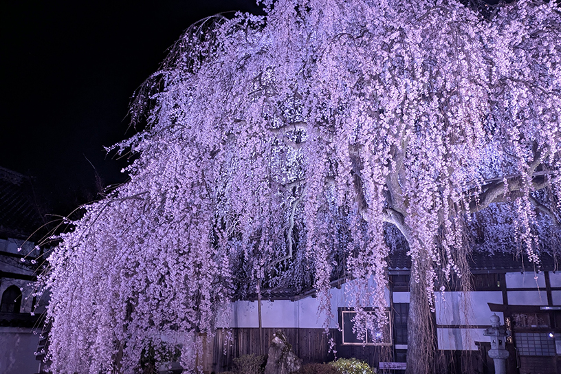 本山 本満寺 しだれ桜ライトアップ（撮影日：2026年3月26日）