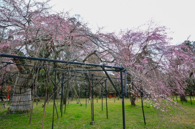 上賀茂神社 御所桜（撮影日：2026年3月26日）