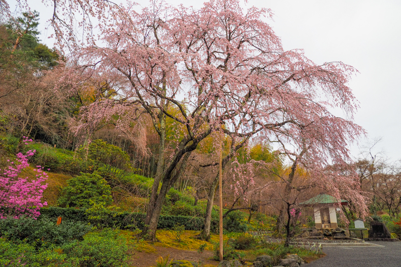 天龍寺（撮影日：2026年3月26日）