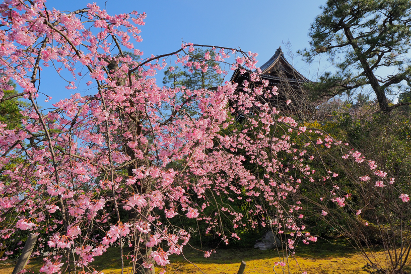 知恩院 友禅苑（撮影日：2026年3月27日）