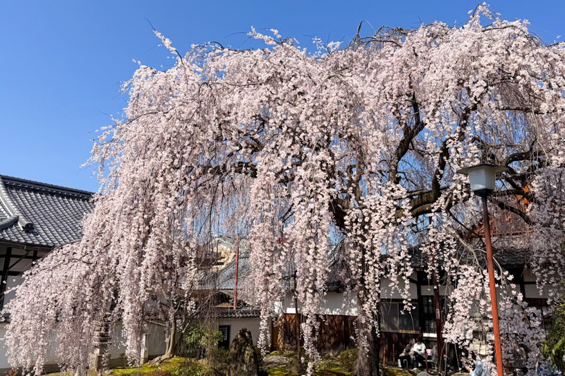 本山 本満寺（撮影日：2026年3月27日）