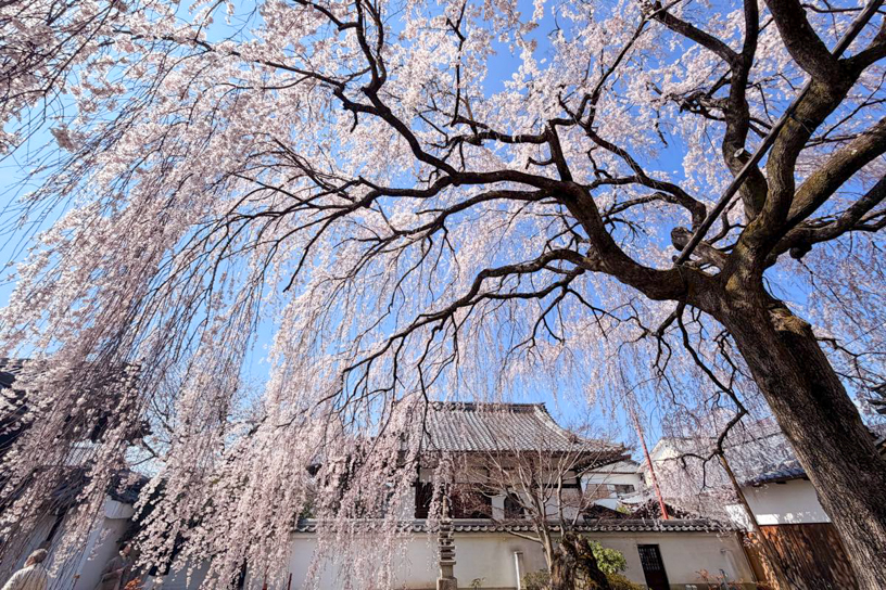 本山 本満寺（撮影日：2026年3月27日）
