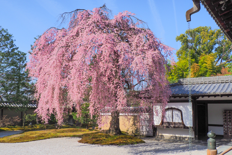 高台寺 方丈前庭（撮影日：2026年3月27日）