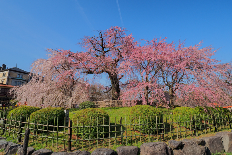 円山公園（撮影日：2026年3月27日）
