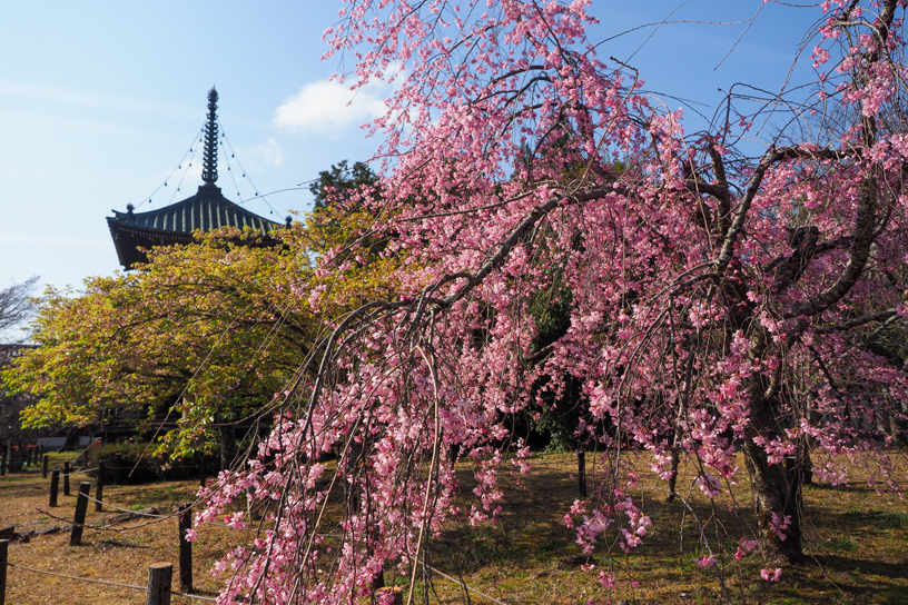 清凉寺（撮影日：2026年3月27日）