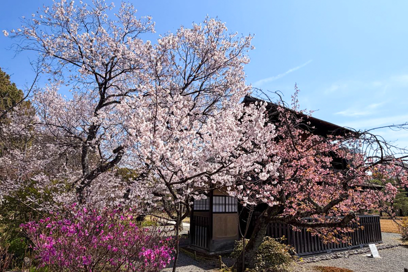 渉成園（撮影日：2026年3月27日）