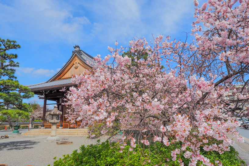 御会式桜