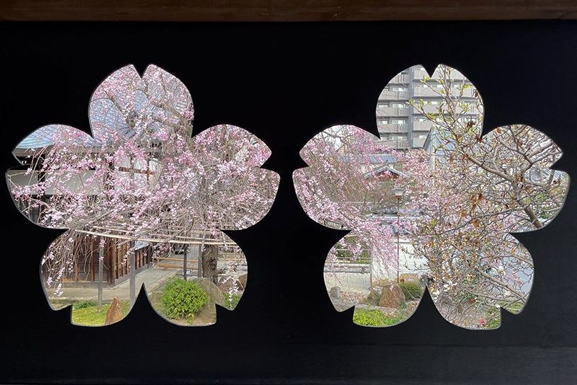 “桜の窓”