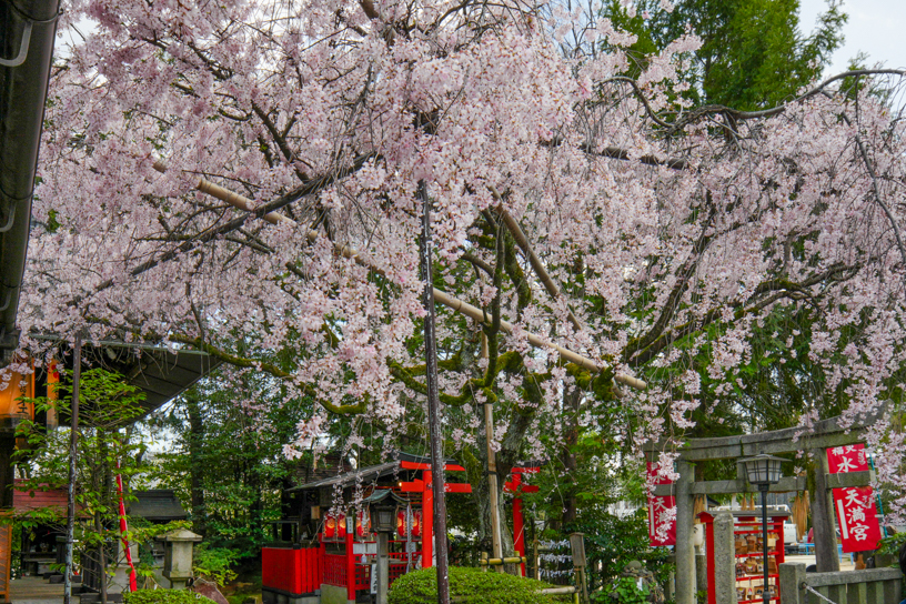 紅しだれ桜