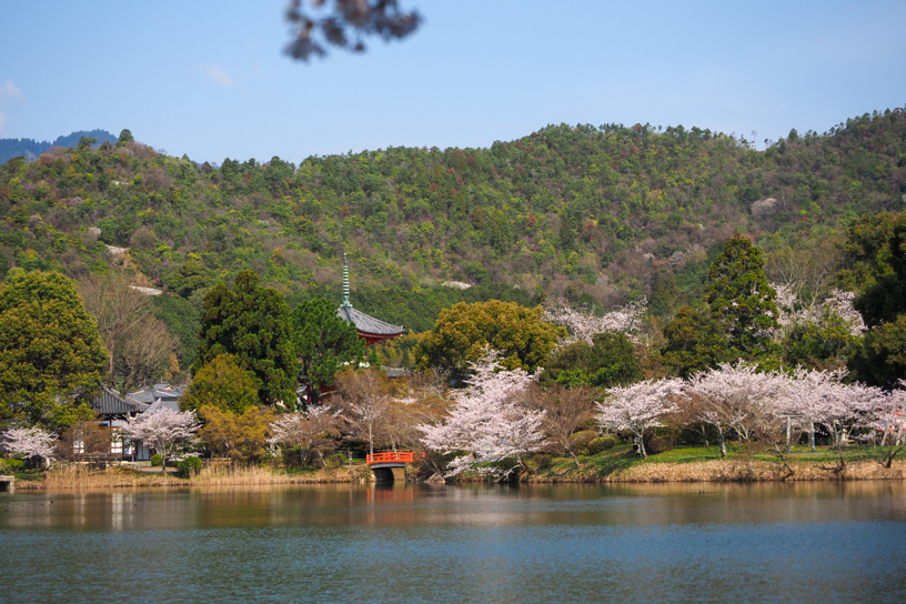 旧嵯峨御所 大本山 大覚寺（撮影日：2026年4月2日）