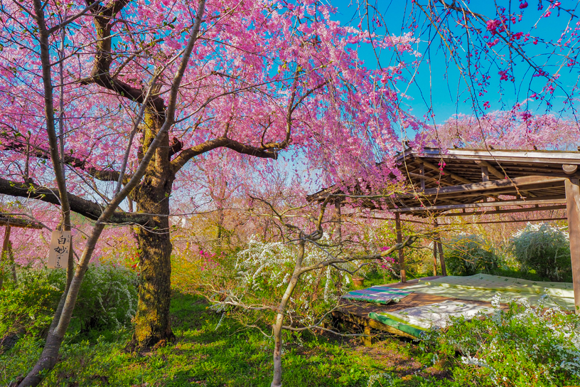 原谷苑（撮影日：2026年4月2日）
