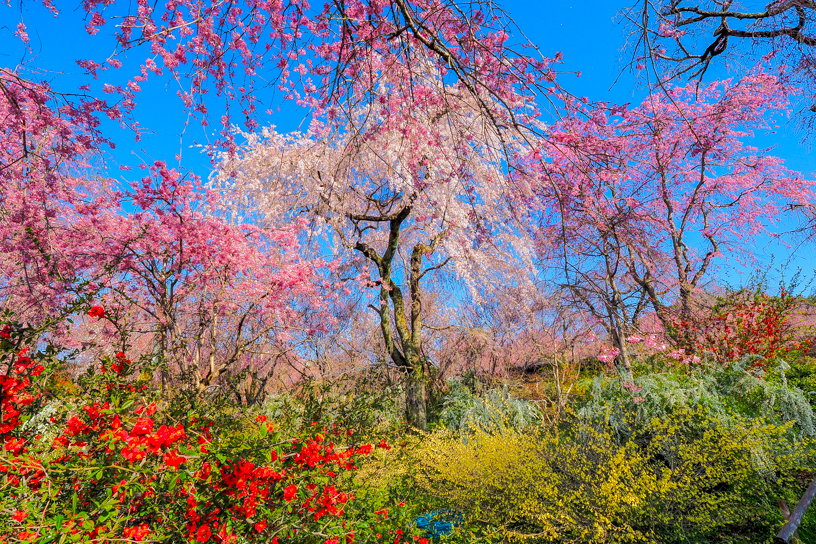 原谷苑（撮影日：2026年4月2日）