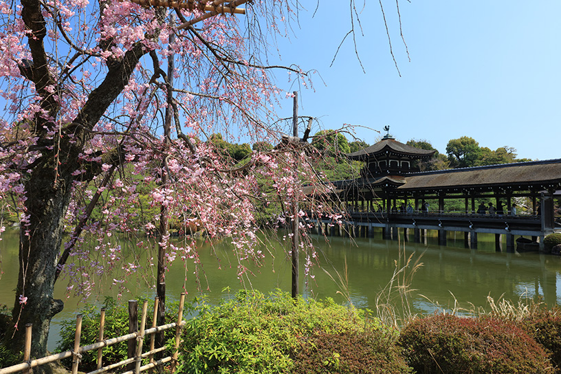 平安神宮 東神苑（撮影日：2026年4月2日）
