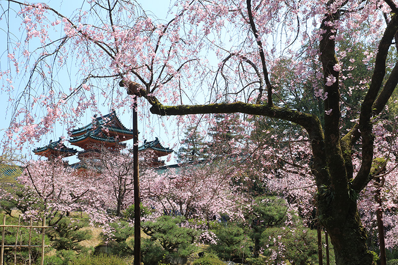 平安神宮 南神苑（撮影日：2026年4月2日）