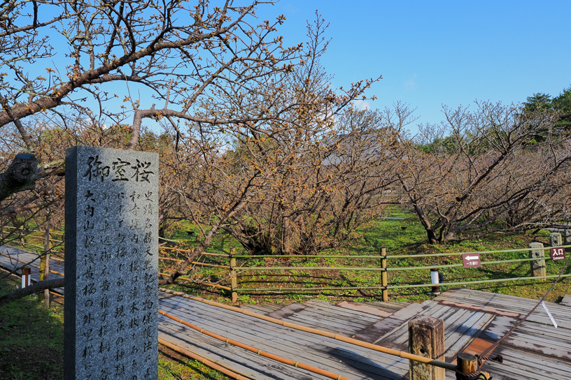 仁和寺（撮影日：2026年4月2日）
