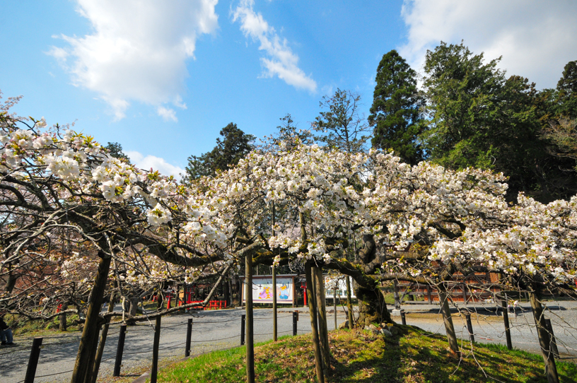 大原野神社 千眼桜(撮影日:2026年4月2日)