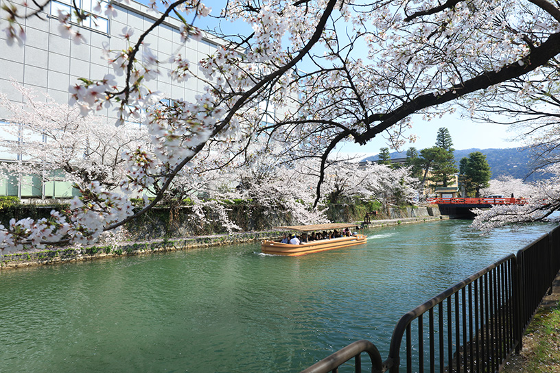 岡崎疏水（撮影日：2026年4月2日）