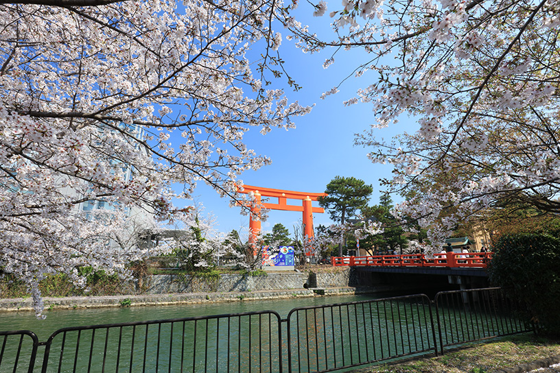 岡崎疏水（撮影日：2026年4月2日）