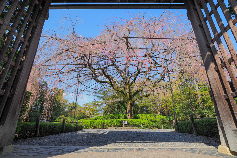 妙心寺 退蔵院（撮影日：2026年4月2日）