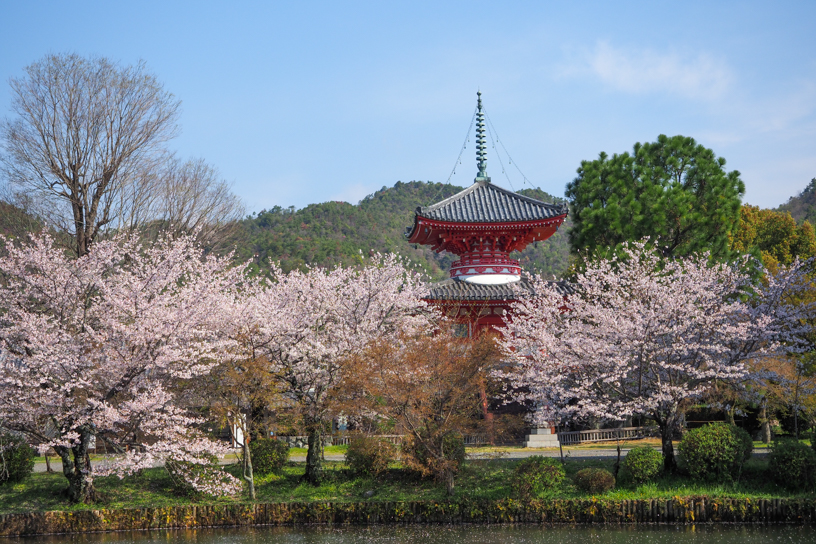 旧嵯峨御所 大本山 大覚寺(撮影日:2026年4月2日)