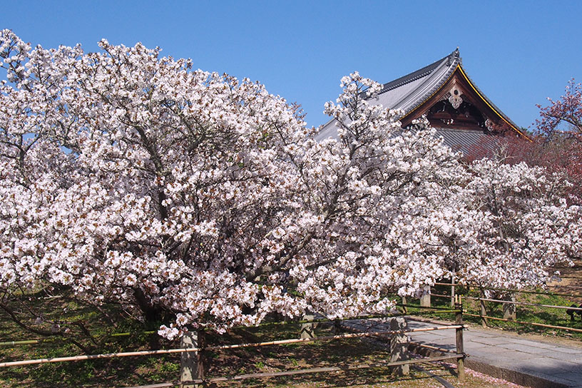 奥に見えるのが観音堂です