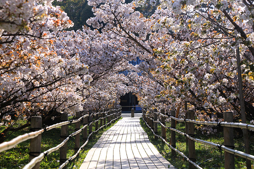 御室桜のアーチ