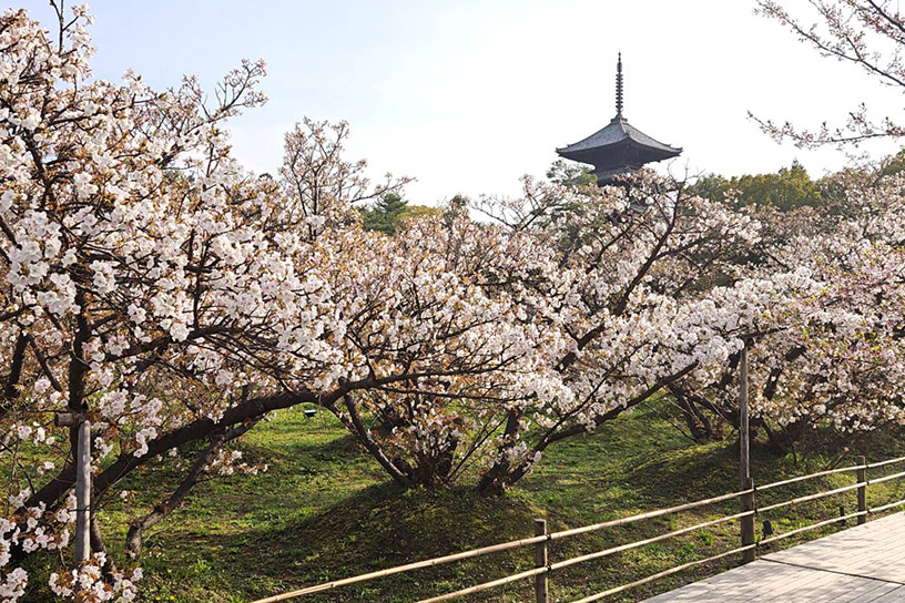 日当たりの良い場所は、見頃を迎えつつある桜もあります（撮影日：2026年4月6日）
