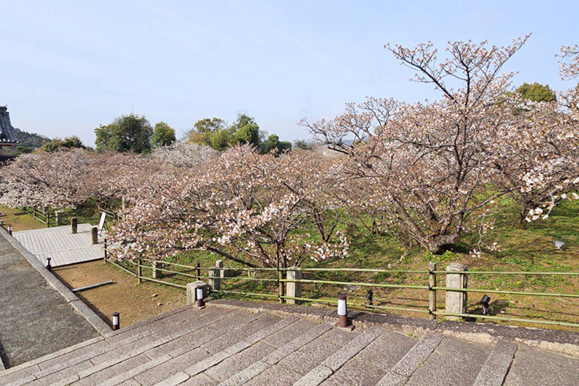 御室桜（撮影日：2026年4月6日）
